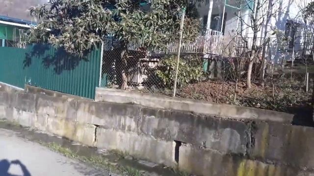 Цветение мушмулы 16 января смотреть онлайн