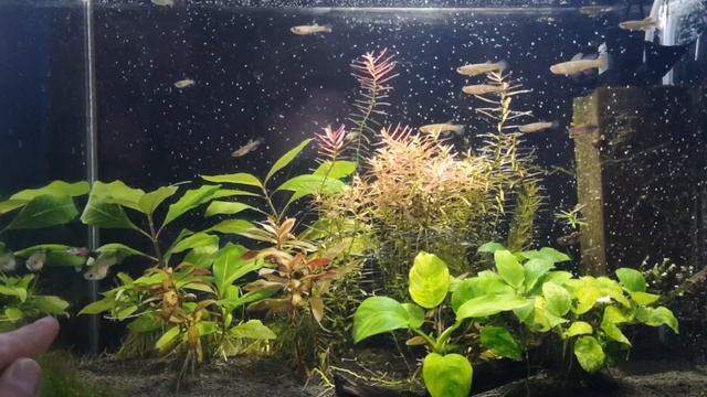 ПОКАЗЫВАЮ ВСЕ ВЫВОДКИ АФИОСЕМИОНОВ ГАРДНЕРА смотреть онлайн