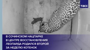 В Cочинском нацпарке в центре восстановления леопарда родился второй за неделю котенок #shorts