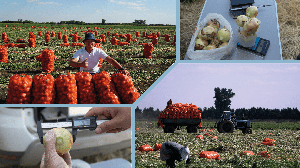 Уборка лука репчатого. 125 тонн с 1Га. Результат работ специалистов КЦ Global Expert.