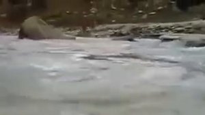 Пума против медвежонка