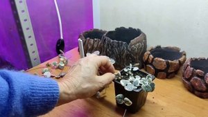 Церопегия вариегатная и серебристая Сильвер Глори. Как черенковать.