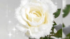 (2)... О нежных розах...