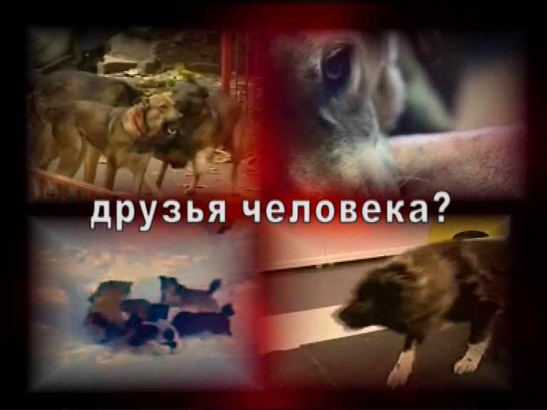 Друзья человека-1. Догхантеры-дети ''зоо''защитников.mpg