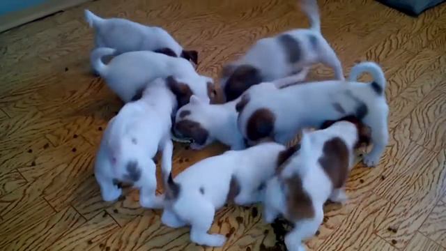 В большой семье не щёлкай клювом. смотреть онлайн