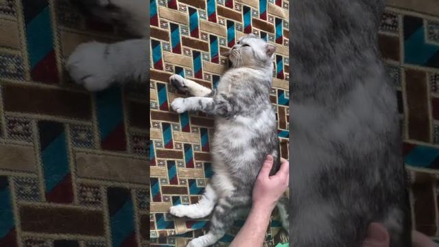 Вислоухая шотландская кошка. Скоттиш фолд. Мама котят. смотреть онлайн