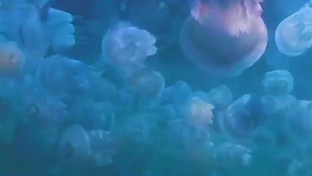 Топ 5 опасных обитателей чёрного моря смотреть онлайн