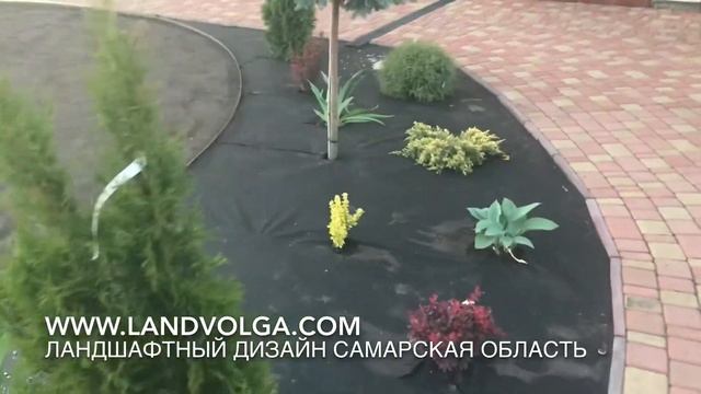 Туя западная Мириам. Ель Глаука Глобоза на штамбе. Рокарий с хвойными растениями