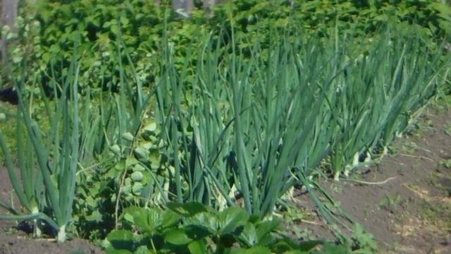 Маре де Буа смотреть онлайн