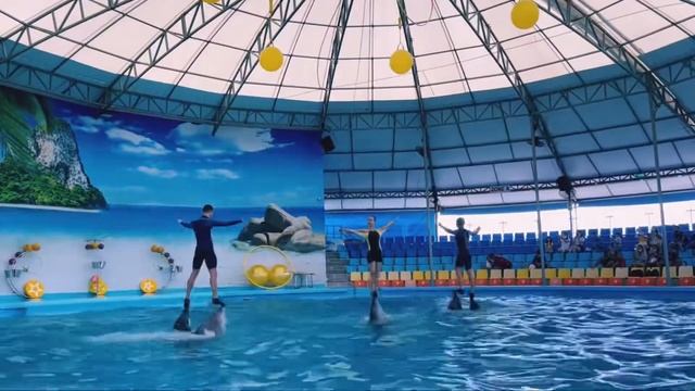 Дельфинарий ? на Пхукете. Андрей плавает с дельфинами. смотреть онлайн