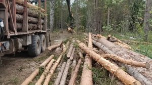 Погрузка сваленого леса, сосна.