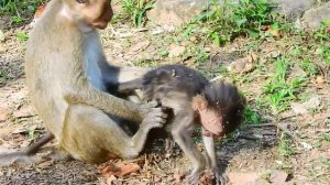 OMG.,Unbelievable Happened…Why Big Monkey Did Example Like This On It Baby?