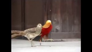 Красивые танцы птиц.  Птицы в природе часть6