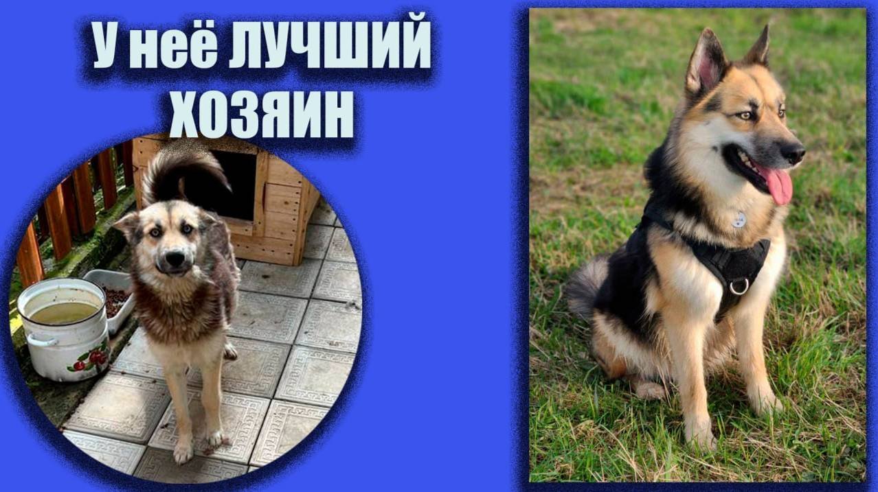 У нее ЛУЧШИЙ ХОЗЯИН 🙌 Хина (Джина) ❤️ Питер 📍#помощьбездомнымживотным #непокупайприюти