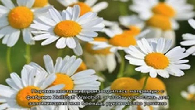 Zewa смотреть онлайн