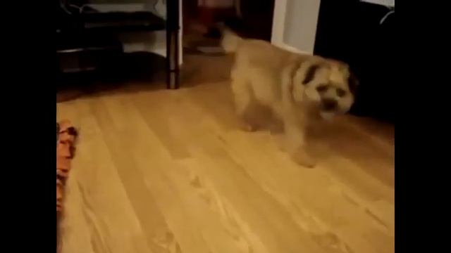 Приколы С Животными! Прикольные животные! Видео смотреть онлайн смотреть онлайн