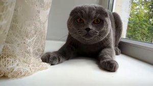 Злой кот Беня #злойкот