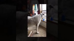 Life with Driller The Magnificent Irish Wolfhound