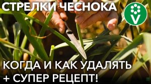НЕ ВЫЛАМЫВАЙТЕ СТРЕЛКИ У ЧЕСНОКА, пока не посмотрите это видео! Супер-рецепт из чесночных стрелок