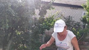 как вырастить жасмин