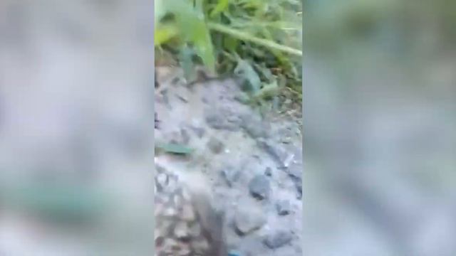 Встреча с «милым» ёжиком! смотреть онлайн