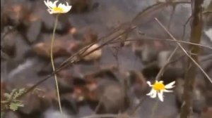 Истина, которую мы утаили внутри себя. Грант Матевосян армянский писатель автор повестей рассказов