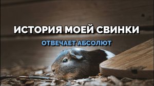 ИСТОРИЯ МОЕЙ СВИНКИ: ОТВЕЧАЕТ АБСОЛЮТ