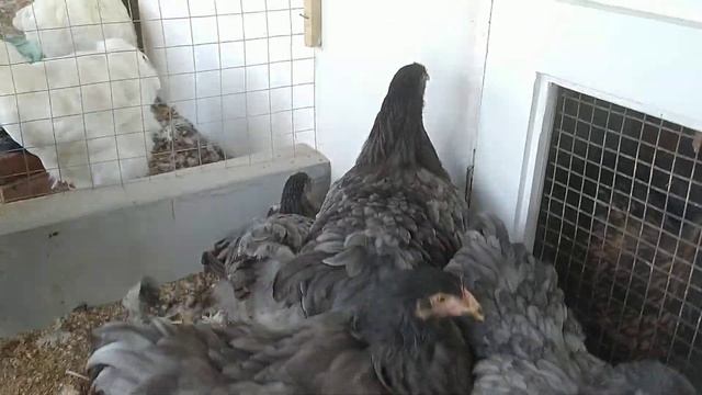 Цыплята Кохинхин Голубой 4 месяца смотреть онлайн