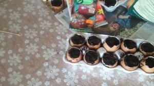 рассада в СКОРЛУПЕ томаты ЯМАЛ 200