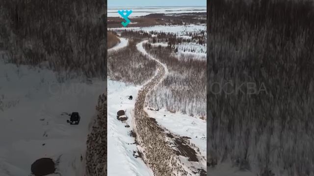 Табуны оленей перегоняют на летние стойбища. Завораживающее видео с Ямала