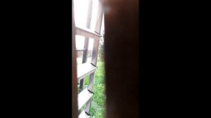 Тибетский мастиф. Охрана дома. Часть 2.