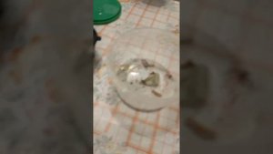 обзор пауков бокоходов ксистикус вязовый все о том как за ними ухаживать