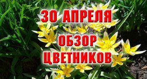 30 апреля. Обзор моих цветников