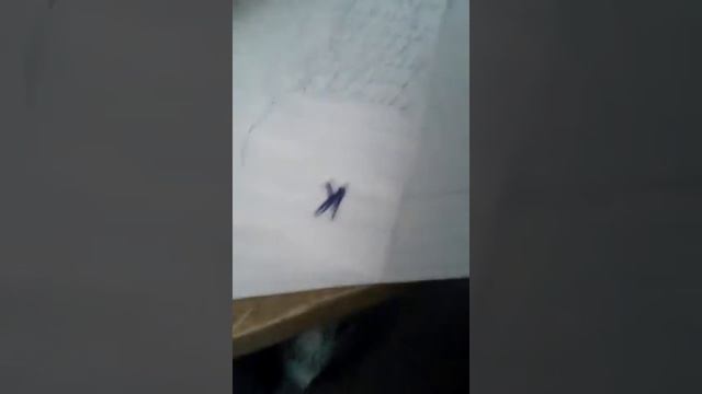 Самодельная копирка смотреть онлайн