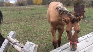 КУПИЛИ ДОМ В ДЕРЕВНЕ И СТАЛИ ЖИТЬ ПО НАСТОЯЩЕМУ И ДРУГОГО НАМ НЕ НАДО