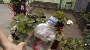 Чем подкормить пеларгонию для пышного цветения