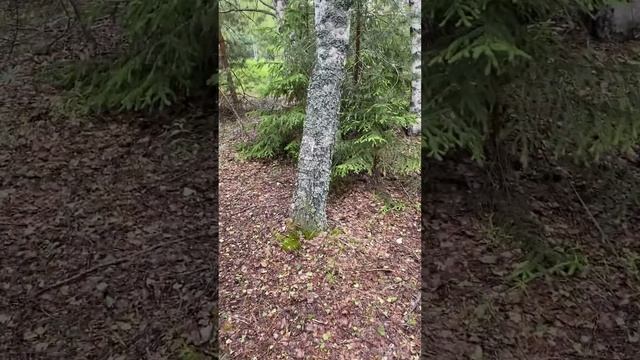 Открытие сезона 2023. Очень неожиданно! Море подберёзовиков и подосиновиков. смотреть онлайн