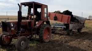 Работа трактора т25 с телегой,возим навоз.