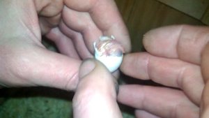 Помогаем птенцу выбраться из яйца. Как вылупляется птенец .