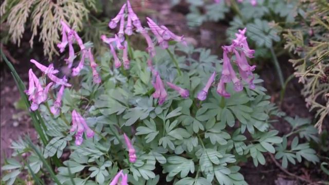 В саду весной смотреть онлайн