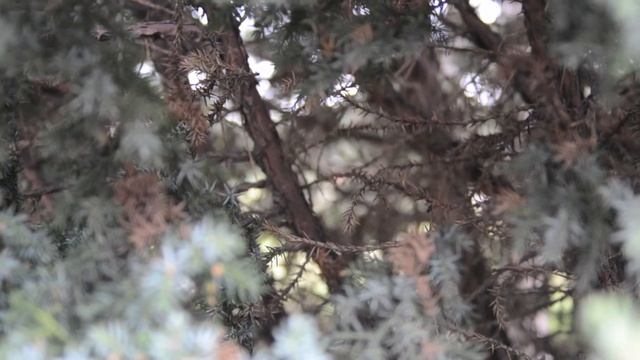 Nikon 5100 - video recording test смотреть онлайн