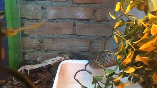 Кормление королевской кобры смотреть онлайн