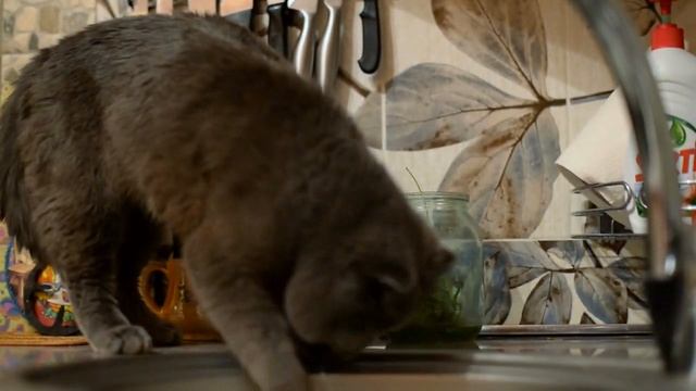 Кот ворует траву из банки смотреть онлайн