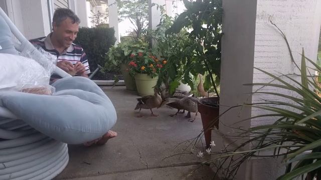 Поймать дикого утенка смотреть онлайн