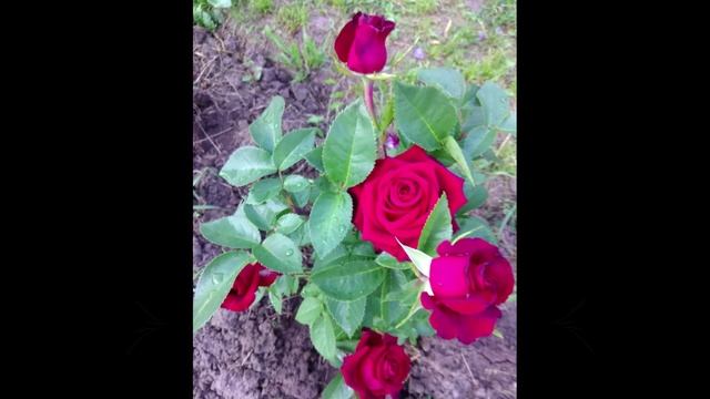 КРАСНАЯ РОЗА. Символ любви!!! RED ROSE. Symbol of love!!! смотреть онлайн