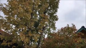 ДЕРЕВОЛАЗ! Убираем большое дерево.