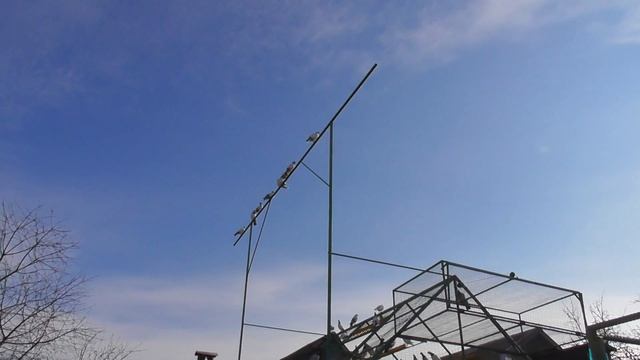 Выпускаю голубей после 2-х недельной отсидки 28.10.2021 смотреть онлайн