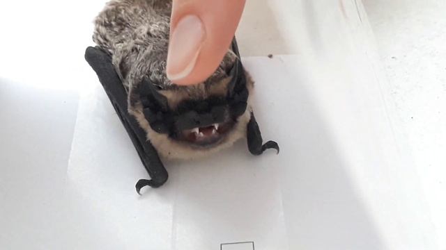 Bat in the apartment. Летучая мышь залетела в квартиру. Очень милое видео. смотреть онлайн