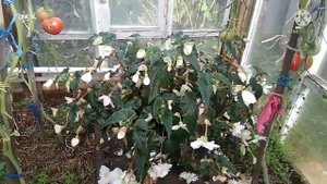 Готовлю Фуксию и бегонию к зимовке.