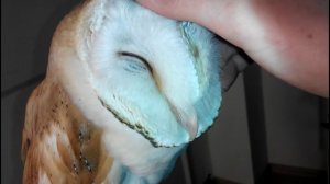 Погладь сову| Совушка Сипуха